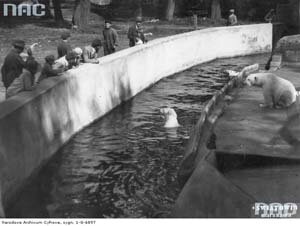 Białe niedźwiedzie na wybiegu warszawskiego ogrodu w okresie międzywojennym. Białe niedźwiedzie na wybiegu warszawskiego ogrodu w okresie międzywojennym.