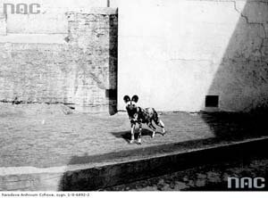 Hiena na wybiegu warszawskiego ZOO w roku 1939. Hiena na wybiegu warszawskiego ZOO w roku 1939.