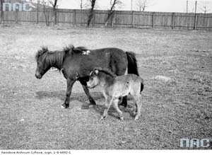Kuce szetlandzkie na wybiegu warszawskiego ZOO w roku 1939. Kuce szetlandzkie na wybiegu warszawskiego ZOO w roku 1939.